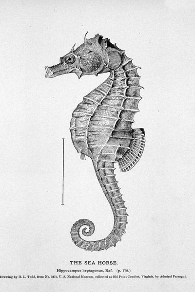 Rappresentazione di un cavalluccio marino (Hippocampus heptagonis). Tavola di storia naturale del XIX secolo da Unknown artist
