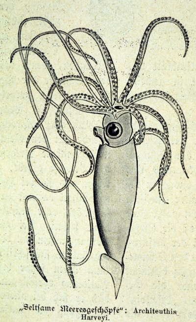 Rappresentazione di un Architeuthis Harveyi, calamaro gigante da Unknown artist