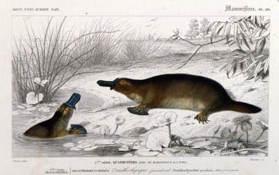 Rappresentazione di un Ornitorinco (Ornithorhynchus paradoxus, Blum.). Incisione dal 