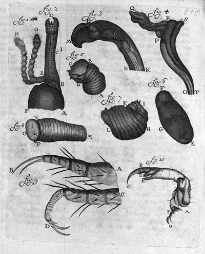 Rappresentazione di charancons (curculiones lupi). Studio del commerciante e naturalista olandese Antoine van Leeuwenhoek (1632-1723). Incisione da 