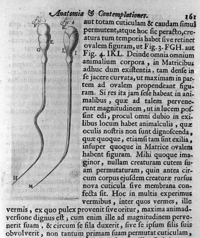 Rappresentazione degli spermatozoi del cane. Descrizione del mercante e scienziato olandese Antoine van Leeuwenhoek (1632-1723). Incisione da 