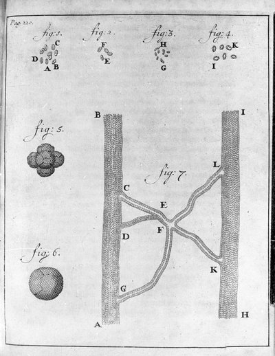Rappresentazione di ematia (globulo rosso) di salmone e rombo Studio del mercante e naturalista olandese Antoine van Leeuwenhoek (1632-1723) Incisione da 