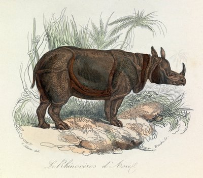 Rinoceronte asiatico classificato secondo la nomenclatura di Linneene e Cuvier (incisione) da Unknown artist