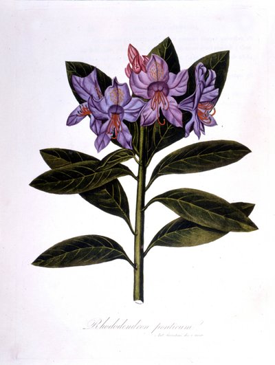 Rhododendron (Rhododendrum Pontium) da Unknown artist