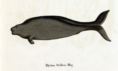 Rhytina Stelleri detta anche vacca marina di Steller, esemplare scomparso nel 18° secolo. da Unknown artist