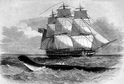 Mostro marino: apparizione di un serpente marino sulla fregata Daedalus nel 1848. Incisione del XIX secolo da Unknown artist