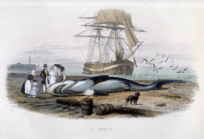 Pesca dello squalo - in "Histoire naturelle de Lacépède" da Unknown artist