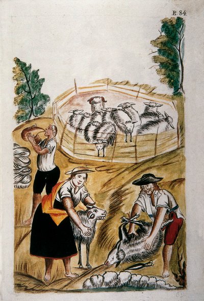 Tosatura delle pecore, dal libro "Trujillo del Peru" o "Codice Martínez Compañón" da Unknown artist