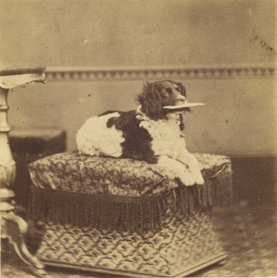 [Cane seduto con un fagotto in bocca] da Unknown artist
