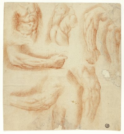 Schizzi di braccia, torso maschile e schiena da Unknown artist