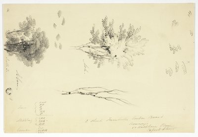 Schizzi di olmi e frassini da Unknown artist