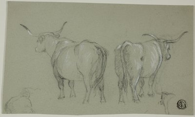 Schizzi di bovini bianchi dalla Maremma da Unknown artist