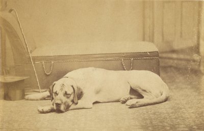 [Cane che dorme] da Unknown artist
