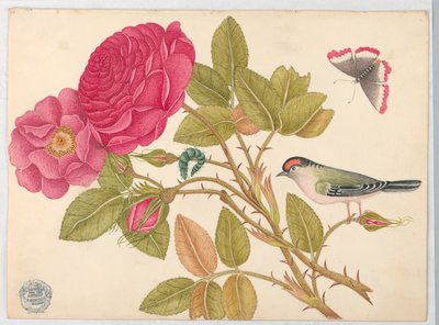 Piccolo uccello rosso su ramo di rosa da Unknown artist