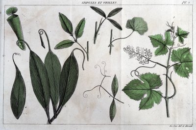 Stipole e viticci: in “Flora Francese, o una breve descrizione di tutte le piante che crescono naturalmente in Francia, disposte secondo un nuovo metodo di analisi a cui si allega la citazione delle loro virtù meno equivoche in medicina e la loro utilità i da Unknown artist