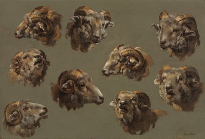 Studi di Teste di Ariete da Unknown artist