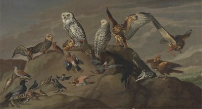 Studio di Uccelli da Unknown artist