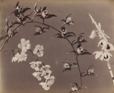 Studio di orchidee da Unknown artist