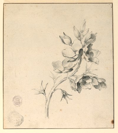 Studio di un ramo di rose selvatiche da Unknown artist