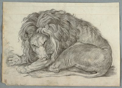 Studio di un leone da Unknown artist