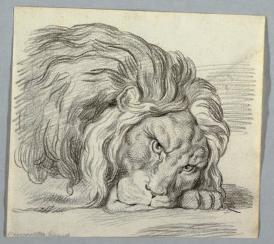 Studio di un Leone da Unknown artist