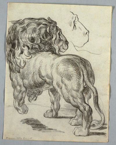 Studio di un leone da Unknown artist