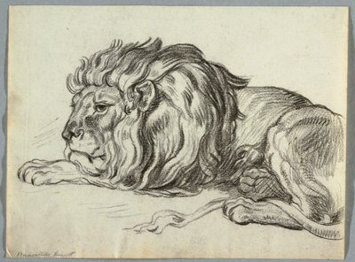 Studio di un leone da Unknown artist