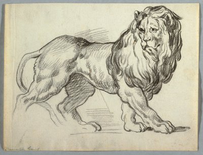 Studio di un leone da Unknown artist