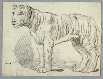 Studio di una tigre da Unknown artist