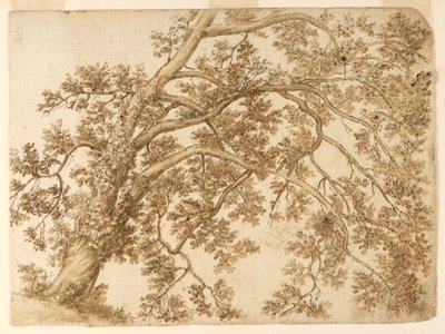 Studio di un albero da Unknown artist
