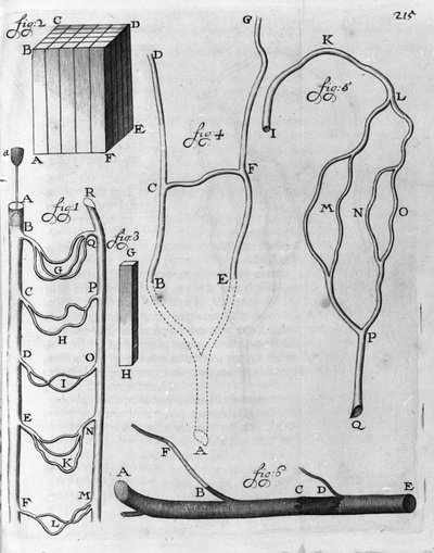 Studio della circolazione del sangue nei pesci volanti e altri animali. Descrizione del mercante e scienziato olandese Antoine van Leeuwenhoek (1632-1723). Incisione da 