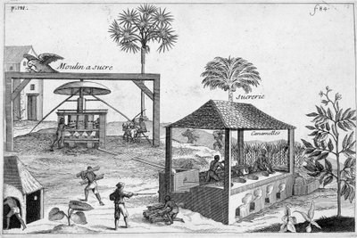 Produzione di zucchero: Zuccherificio e zuccherificio - in "General History of Drugs, Simple and Compounded" di Pomet da Unknown artist