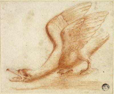 Cigno da Unknown artist