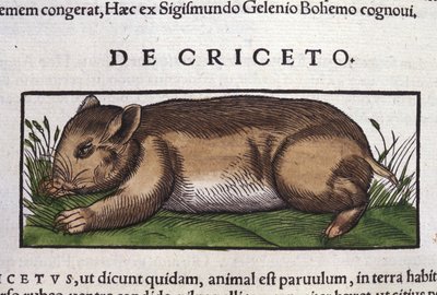 Il criceto in Historia Animalium di Conrad Gesner (1516 - 1565), Tiguri da Unknown artist