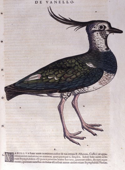 Il pavoncella in Historia Animalium di Conrad Gesner (1516 - 1565), Tiguri da Unknown artist