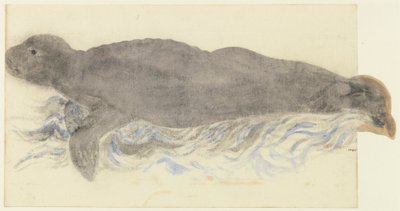 Foca monaca-Monachus monachus da Unknown artist