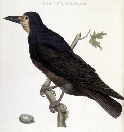 Il corvo frugilegus - tavola di storia naturale da Unknown artist