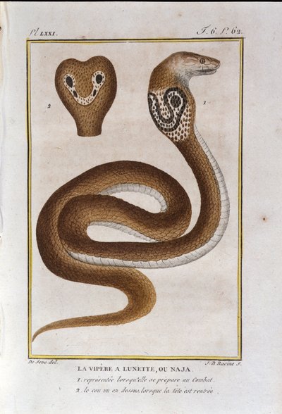 La vipera bezel o Naja. Tavola tratta da una storia naturale delle "Opere di Buffon" del naturalista Georges Louis Leclerc, Conte di Buffon (1707 - 1788). XIX secolo da Unknown artist