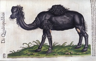 Il cammello da Historiae animalium di Konrad Gesner, Tiguri da Unknown artist