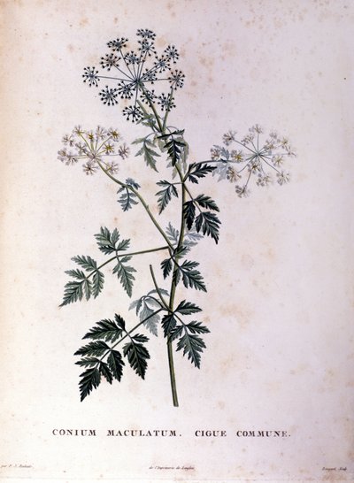 La cicuta comune. Incisione del XVIII secolo da Unknown artist