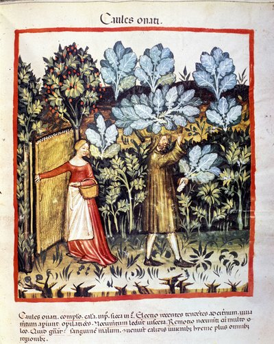 Raccolta di cavolfiori in un orto. Miniatura dal 