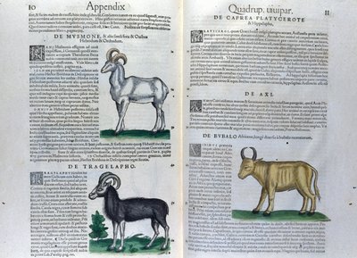 La doppia pagina dei quadrupedi in Historia Animalium di Conrad Gesner (1516 - 1565), Tiguri da Unknown artist