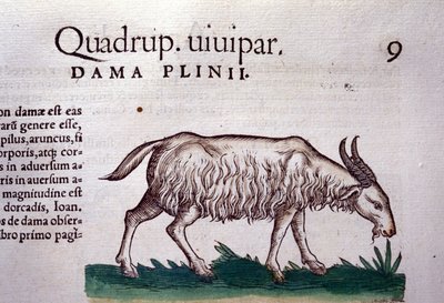 La capra dopo Historiae animalium di Konrad Gesner, Tiguri da Unknown artist