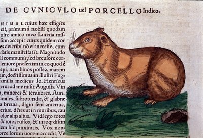 Il porcellino d