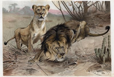Il leone (Panthera leo) - incisione da "Brehm