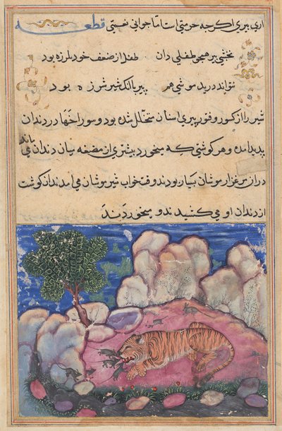 Il leone disturbato dai topi che mangiano il cibo intrappolato nei suoi denti invecchiati, da un Tuti-nama (Tales of a Parrot): quindicesima notte da Unknown artist