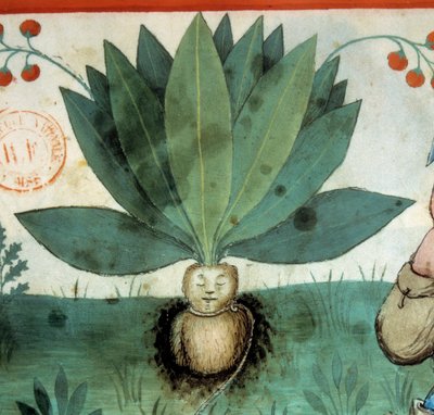 La mandragora. Pianta medicinale a cui sono state spesso attribuite straordinarie virtù magiche. Dettaglio della pianta. Miniatura dal trattato di medicina e dietetica 