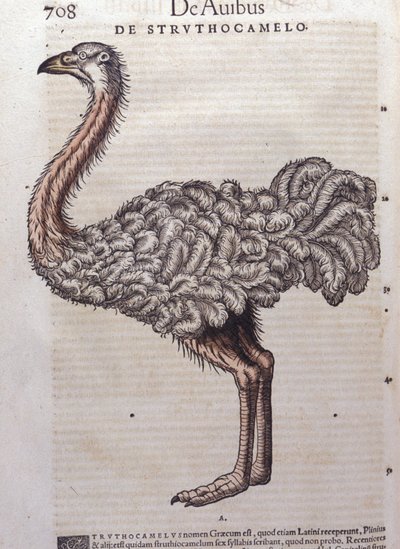 Lo struzzo - da Historiae animalium di Konrad Gesner, Tiguri da Unknown artist