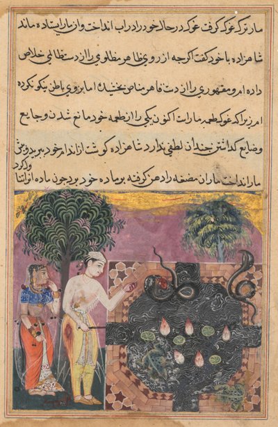 Il principe, avendo privato il serpente del suo cibo naturale, una rana, lo nutre con un pezzo della sua carne, da un Tuti-nama (Tales of a Parrot): diciottesima notte da Unknown artist