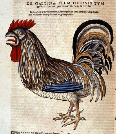 Il gallo dopo la Historia Animalium di Conrad Gesner, Tiguri 1560. Biblioteca nazionale Braidense. Milano da Unknown artist